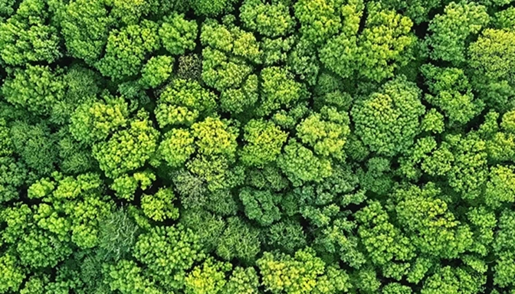 trees