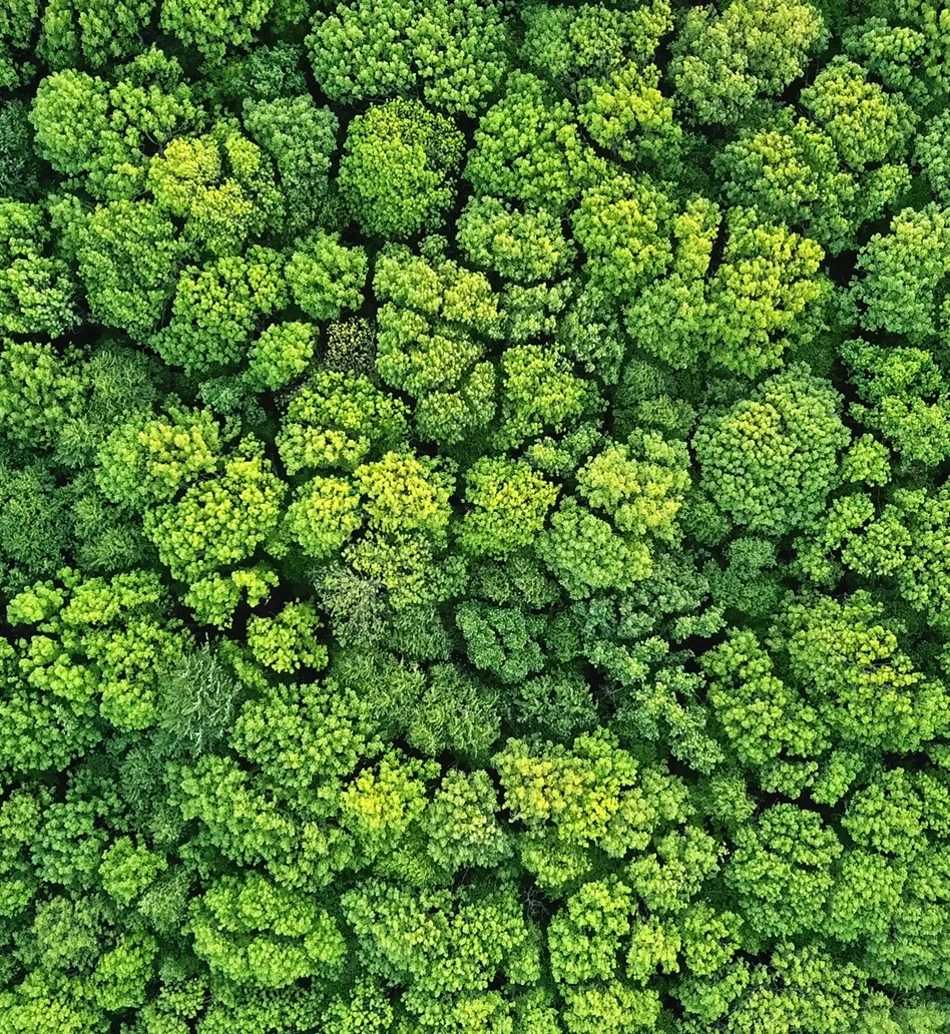 trees