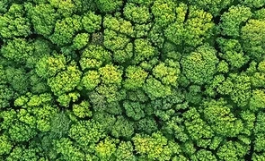 trees